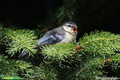 Sýkora modřinka - Cyanistes caeruleus - Foto Irena Wenischová 1017