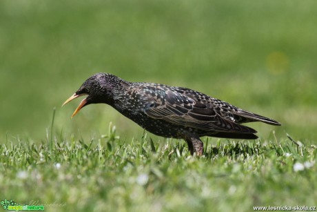 Špaček obecný - Sturnus vulgaris - Foto Irena Wenischová 1017 (1)