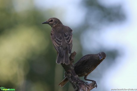 Špaček obecný - Sturnus vulgaris - Foto Irena Wenischová 1017 (2)