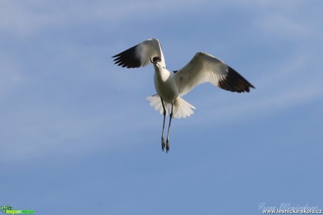 Tenkozobec opačný - Recurvirostra avosetta - Foto Irena Wenischová 1017