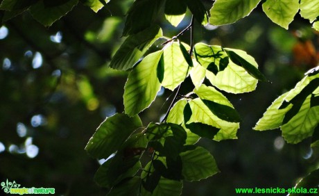 Buk lesní - Fagus sylvatica - Foto - Karel Kříž