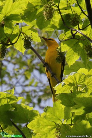 Žluva hajní - Oriolus oriolus - Foto Irena Wenischová 1017