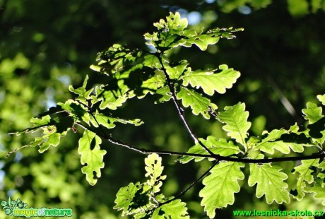 Dub letní - Quercus robur - Foto - Karel Kříž