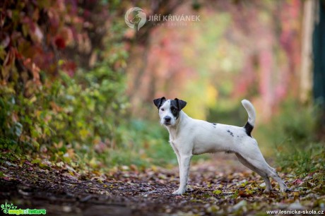 Podzimní fotografování s pejsky - Foto Jiří Křivánek 1017 (2)