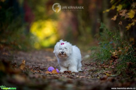 Podzimní fotografování s pejsky - Foto Jiří Křivánek 1017 (3)