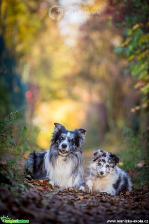 Podzimní fotografování s pejsky - Foto Jiří Křivánek 1017 (6)