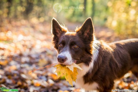 Podzimní fotografování s pejsky - Foto Jiří Křivánek 1017 (8)