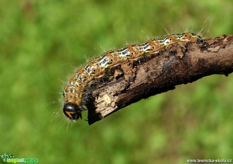 Náš hmyz - Foto Miloslav Míšek 1017 (3)
