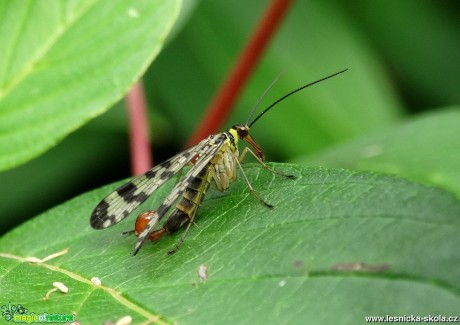 Náš hmyz - Foto Miloslav Míšek 1017 (4)
