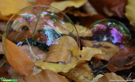 Bubliny v podzimním listí - Foto Ladislav Jonák 1117