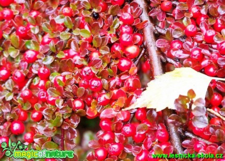 Skalník rozprostřený - Cotoneaster horizontalis - Foto David Hlinka