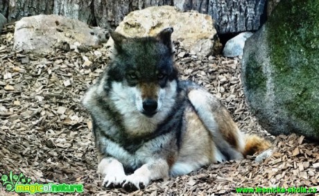 Vlk - Canis lupus - Foto - Karel Kříž