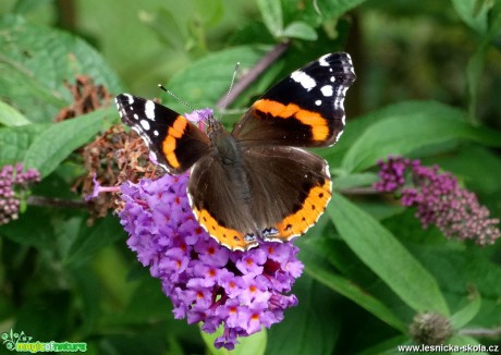 Fotografování motýlů - Foto Miloslav Míšek 1117 (1)