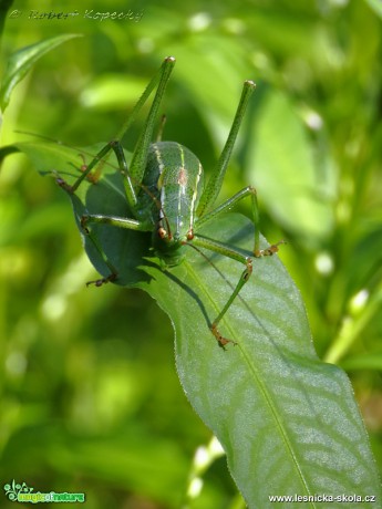 Kobylka smrková - Barbitistes constrictus ♀ - Foto Robert Kopecký 0417