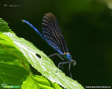 Motýlice obecná - Calopteryx virgo ♂ - Foto Robert Kopecký 0417