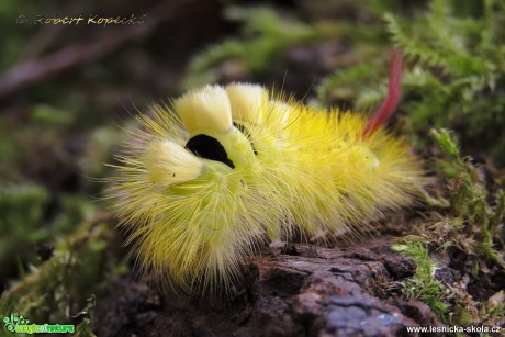 Štětconoš ořechový - Callitera pudibunda - housenka - Foto Robert Kopecký 0417