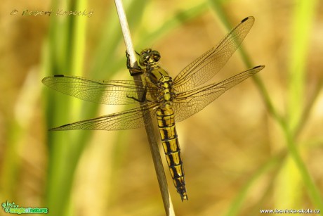 Vážka černořitná - Orthetrum cancellatum ♀ - Foto Robert Kopecký 0417