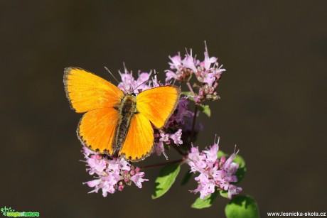 Ohniváček celíkový - Lycaena virgaureae - Foto Irena Wenischová 1017