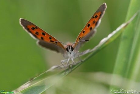 Ohniváček černokřídlý - Lycaena phlaeas - Foto Irena Wenischová 1017