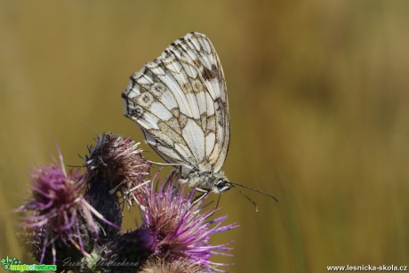 Okáč bojínkový - Melanargia galathea - Foto Irena Wenischová 1017