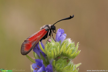 Vřetenuška čtverotečná - Zygaena punctum - Foto Irena Wenischová 1017