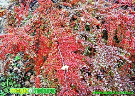 Skalník rozprostřený - Cotoneaster horizontalis (1) - Foto David Hlinka