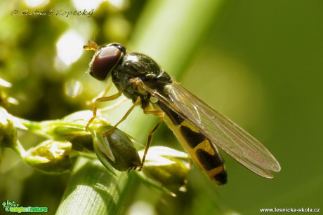 Pestřenka - Melanostoma scalare - Foto Robert Kopecký 0517