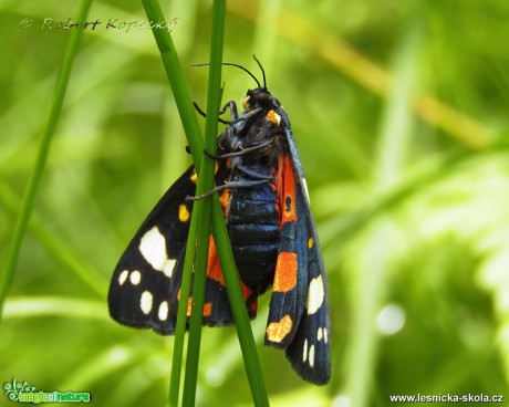 Přástevník hluchavkový - Callimorpha dominula - Foto Robert Kopecký 0517