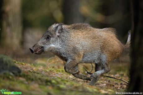 Prase divoké - Sus scrofa - Foto Lukáš Zahrádka 1207