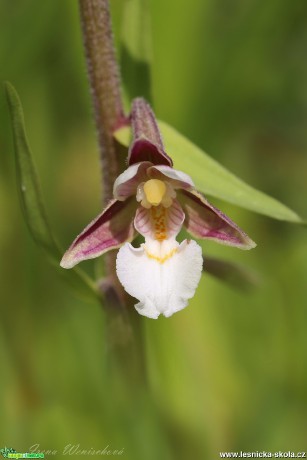 Kruštík bahenní - Epipactis palustris - Foto Irena Wenichová 1017