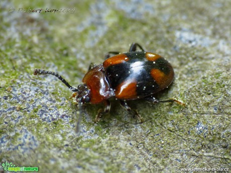 Pýchavkovník - Mycetina cruciata - Foto Robert Kopecký 0517