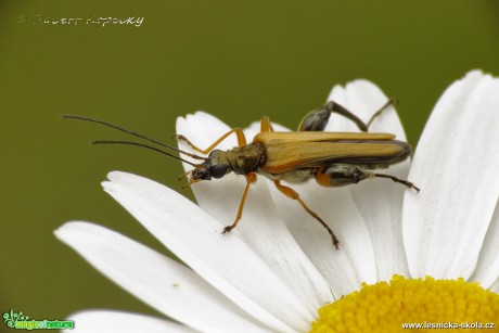 Stehenáč nahnědlý - Oedemera podagrariae ♂ - Foto Robert Kopecký 0517