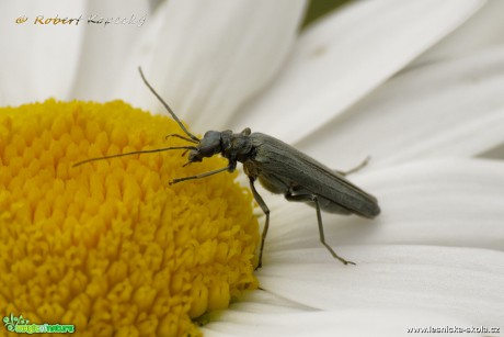 Stehenáč zelenavý - Oedemera virescens ♀ - Foto Robert Kopecký 0517