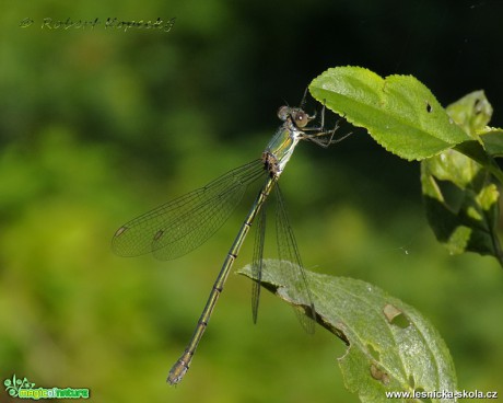 Šídlatka velká - Chalcolestes viridis ♀ - Foto Robert Kopecký 0517