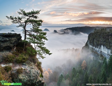 Nejznámější borovice Saského Švýcarska - Foto Filip Holič 0118
