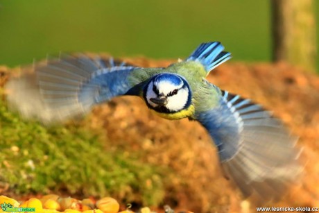 Modřinka v letu - Foto Pavel Balazka 0118