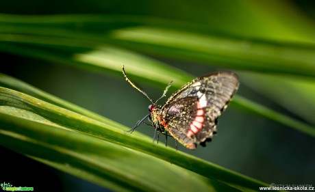 Motýlí dům v Jonsdorfu - Foto Ladislav Hanousek (1)