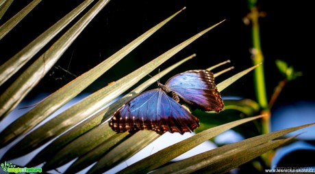 Motýlí dům v Jonsdorfu - Foto Ladislav Hanousek (2)