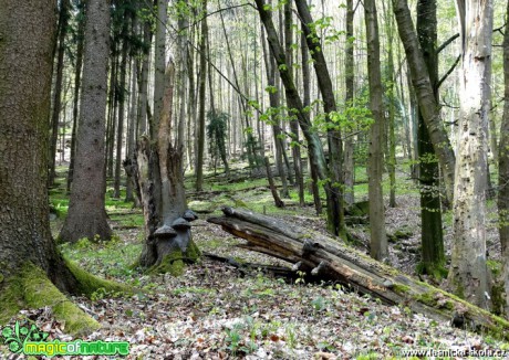 V listnatém lese - Foto Miloslav Míšek 1017 (1)
