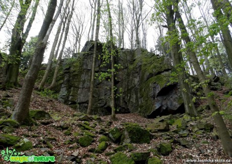 V listnatém lese - Foto Miloslav Míšek 1017 (3)