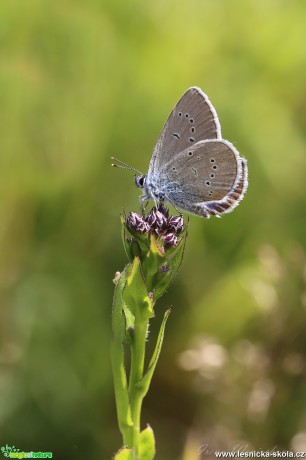 Modrásek lesní - Cyaniris semiargus - Foto Irena Wenischová 0118