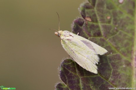 Obaleč dubový - Tortrix viridana - Foto Irena Wenischová 0118