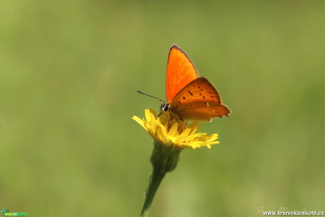 Ohniváček celíkový - Lycaena virgaureae - Foto Irena Wenischová 0118