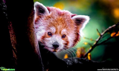 Panda červená - Foto Ladislav Hanousek 0218