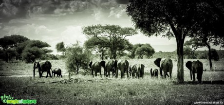 Pochod slonů - Foto Ladislav Hanousek 0218