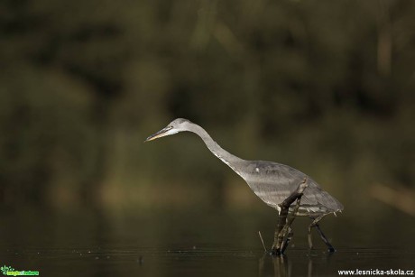 Volavka popelavá - Ardea cinerea - Foto Lukáš Zahrádka 0218