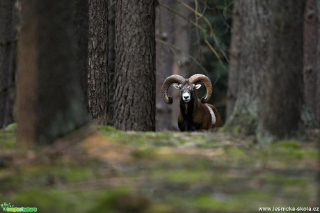 Fotografování muflonů - Foto Lukáš Zahrádka 0218