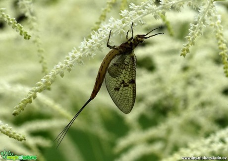 Fotoúlovky z hmyzí říše - Foto Miloslav Míšek 0118 (4)