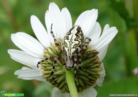 Fotoúlovky z hmyzí říše - Foto Miloslav Míšek 0118 (5)