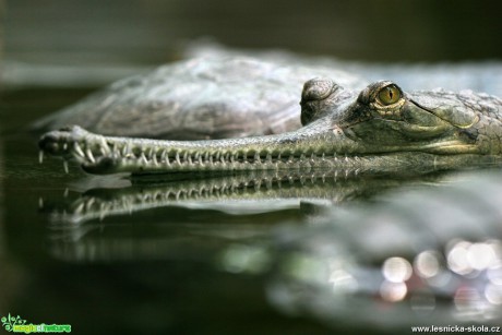 ZOO Praha - Gaviál indický - Foto Angelika Špicarová